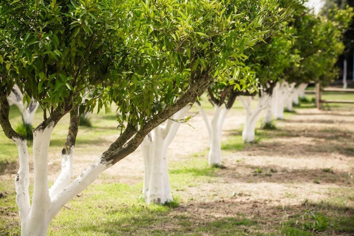 Agriturismo Archelao أوريستانو المظهر الخارجي الصورة